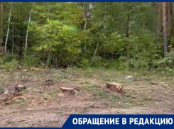 В варварской вырубке на землях лесфонда воронежцы заподозрили компанию «Выбор»