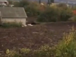 Убийство медведя, растерзавшего мужчину под Воронежем, сняли на видео
