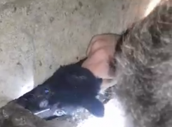 «Терпи, боец»: спасение щенка, зажатого бетонными плитами, показали на видео в Воронеже