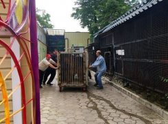 В Воронежском зоопарке медведь переехал в новую «квартиру» с бассейном