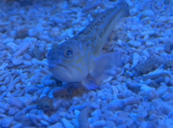 Одну их самых опасных рыб в мире показали на видео в Воронеже