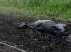 Варварское спасение утопающих в грязи коров сняли воронежцы