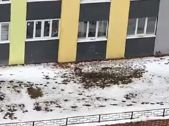 «А зачем тогда заводили?» – необычный способ выгула собаки засняли на видео в Воронеже