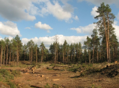 «Ребят, вы что делаете? Все убили! На Московском проспекте каменные джунгли будут!»