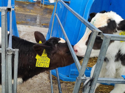 Одиннадцать интонаций «му!» и коровы в жилетках: репортаж с молочной фермы 