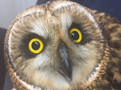 Воронежские зоозащитники спасают болотную сову, которую сбила машина