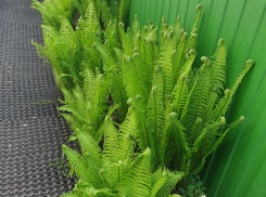 Это растение появилось на Земле 400 млн лет назад - сегодня его может вырастить каждый