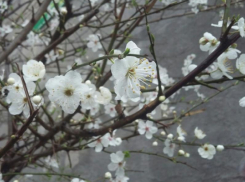 Стало известно, когда в Воронеж вернется долгожданное потепление