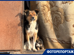В приюте «Дора» в Воронеже начали сносить забор