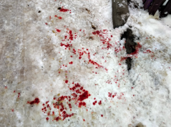 Полиция ищет догхантеров, избивших воронежских пенсионеров 