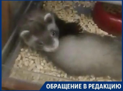 Хорек - подвижное животное, а над ним издеваются, - жительница Воронежа