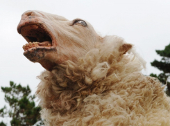 Паршивые овцы загадили поле в Воронежской области