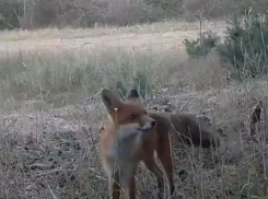 Как выглядит «вольная» жизнь шиловских лисят, показали в Воронежском заповеднике