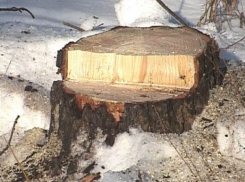 В Аннинском районе мужчины незаконно спилили 5 сосен