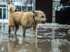 Трагикомедия вокруг собачьего приюта «Дора» в Воронеже