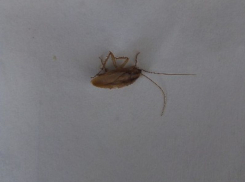 Гигантские жуки атаковали учительские дома в Воронеже