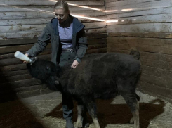 Знакомьтесь, это Лолита: кто еще приехал в Воронежский зоопарк