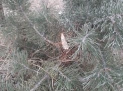 «Вас презирают»: воронежцы отчитали сосновых воришек 