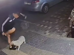 Бездомная собака кинулась на мужчину в Воронеже – опубликовано видео