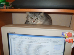 Тридцать третий участник конкурса Я и мой любимец Ольга Пономарева и ее кошка Варька (ФОТО-ИСТОРИЯ)