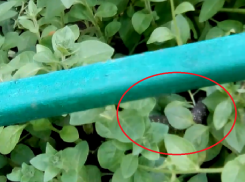 Огромная агрессивная змея кинулась на женщину в Воронежской области 