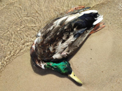 Мертвых чаек, лысух и крякву без видимых травм обнаружили на берегу воронежского водохранилища