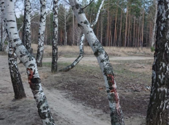  Воронежцы бьют тревогу из-за вырубки березовой аллеи 