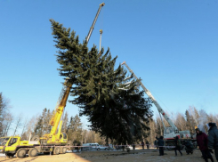В Воронеже в Шилово спилили 9-метровую новогоднюю елку