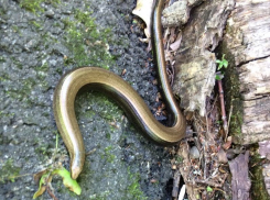 В парке «Олимпик» воронежец запечатлел скопление желтопузых змей