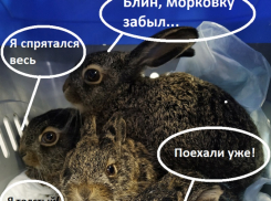 Пухлых зайцев упаковали специально для переезда из Воронежа