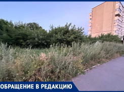 «Странно такое видеть в городе»: колючую жалобу оставила жительница Воронежа 