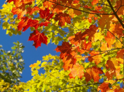 Синоптики рассказали о летнем ренессансе начала осени в Воронеже