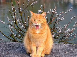 Синоптики рассказали, когда в Воронеж вернется весеннее тепло