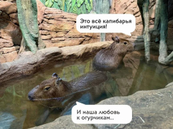 Капибары-прорицательницы из Воронежа предсказали победителя Чемпионата мира по футболу