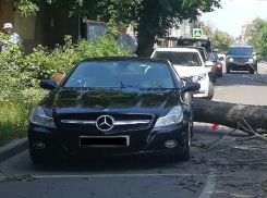 Дерево рухнуло на спортивный Mercedes за 5 млн рублей в центре Воронежа