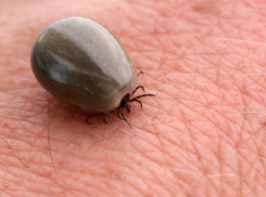 Аномально теплая зима вызвала нападение клещей на воронежцев