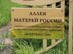 Воронежцы бьют тревогу: «У роддома на аллее растет конопля!»