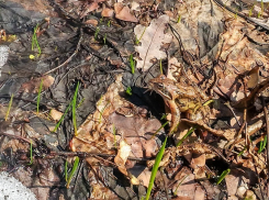 Воронежцев попросили смотреть под ноги из-за остромордых лягушек