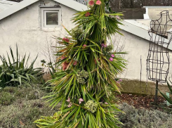 Экзотическую елку поставили в предновогоднем Воронеже