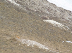 После зимней спячки проснулись сурки-байбаки в «Дивногорье» Воронежской области