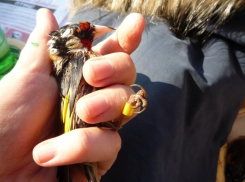 Воронежцев просят отказаться от поддержки «бизнеса на крови» в православный праздник 