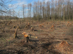 По приказу воронежского чиновника в парке незаконно вырубили более 300 деревьев