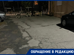  «На меня напала огромная стая собак»: жительница Воронежа  сообщила о своре, которая держит в страхе дом