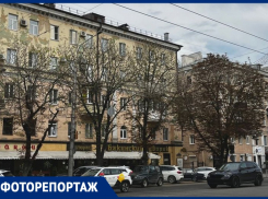 Как выглядят умирающие каштановые аллеи на Плехановской в центре Воронежа