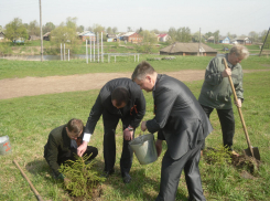 Аллеи Памяти высадят в каждом районе Воронежа