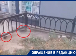 Полчище бесстрашных крыс атаковало остановку в Воронеже