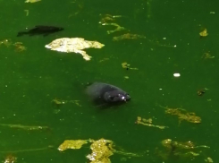 Экологическую катастрофу заметили в пруду Центрального парка Воронежа