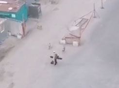 Новое нападение огромных собак на прохожего записали из окна в Воронеже