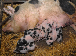 Десятками миллионов из воронежского бюджета подогреют частные свинарники с иностранным учредителем