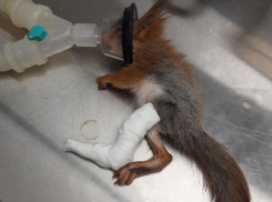 Травмированную белку загипсовали и накормили воронежские волонтеры